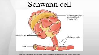 Schwann cell [upl. by Anerul]