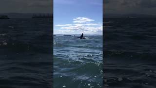 Orca Encounter Sea Quest Kayaking Tour in the San Juan Islands [upl. by Hillel]