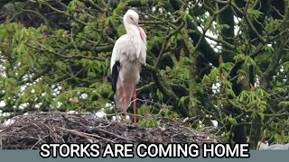 The Magical Stork  Storks are coming homeThe fascinating Life of StorkMigrating Bird Documentary [upl. by Boot]