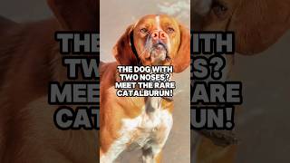 The Dog with Two Noses Meet the Rare Catalburun catalburun doglover dog rare [upl. by Amjan963]