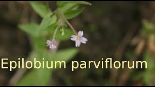 Epilobium parviflorum [upl. by Fin433]