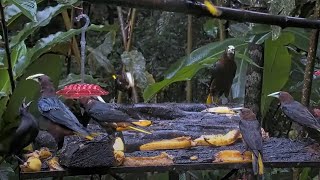 New Panama Cam Species Juvenile Giant Cowbird Begs For Food From Oropendola – July 17 2024 [upl. by Namsu]