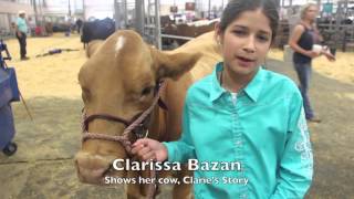 Live stock show at the San Antonio Stock Show and Rodeo [upl. by Tally598]