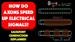 Myelin and saltatory conduction [upl. by Morley]