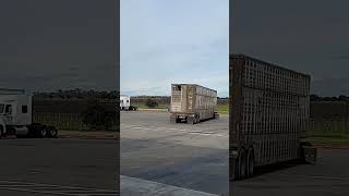 LIVESTOCK HAULER  HAULING SHEEP AT THE TRUCK STOP vlog truck travel drive [upl. by Fenny342]