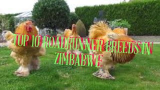 Best 10 Chicken Breeds Easily Found in Zimbabwe [upl. by Toor]