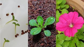 Petunia flower  How to grow petunias from seeds [upl. by Fee716]