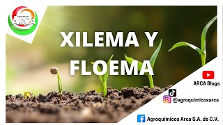 HABLEMOS DE XILEMA Y FLOEMA [upl. by Aeslehc]