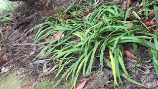 Cryptocoryne crispatula var kubotae in Northeastern of Thailand 【4K】 [upl. by Aidyl]