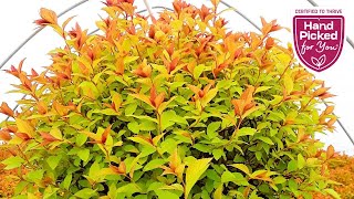 Spiraea Magic Carpet  Hardy Tough Resilient Easy to Grow amp Very Colorful Dwarf Shrub👍👏👌😉 [upl. by Alick987]