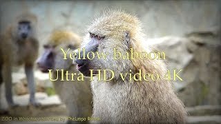 Yellow baboon  Pawian masajski  ZOO in Wrocław  Ultra HD video 4K [upl. by Salchunas]