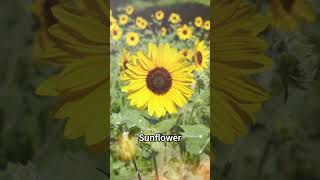 ヒマワリ 向日葵 Helianthus annuus 日輪草 Sunflower 太陽花｜ yunyouke [upl. by Langley]