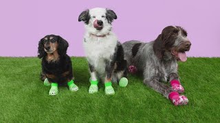 Crocs announces shoes for dogs [upl. by Adigun67]