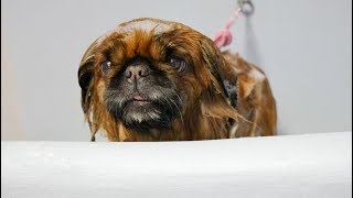 Grooming Guide  Full Grooming Pekingese 38 [upl. by Smeaj394]