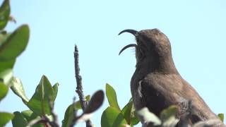 Toxostoma Redivivum California Thrasher at Cabrillo Point [upl. by Seka879]