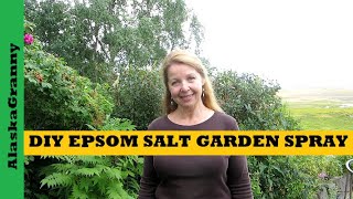 DIY Epsom Salt Garden Spray  Make Magnesium Spray Plant Nutrient [upl. by Raycher]