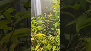 Beautiful Praying Mantis in the Garden shorts bugs tennessee wildlife [upl. by Haisa]