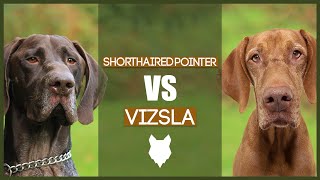 GERMAN SHORTHAIRED POINTER VS VIZSLA [upl. by Elianore396]