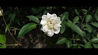 How to grow amp care Rosa Banksiae  Alba Plena  White Lady Rose Vine [upl. by Docilla]