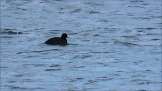 Hooded Merganser amp American Coot [upl. by Ditmore]