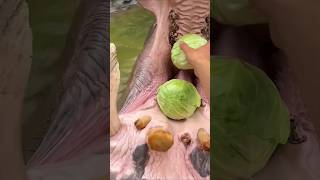 animals hippopotamus animal animallover animalshorts shortsvideo shorts viralvideo forest [upl. by Monique651]