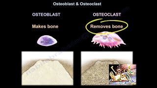 Osteoblast amp Osteoclast  Everything You Need To Know  Dr Nabil Ebraheim [upl. by Leahci503]