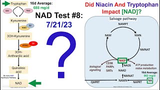 Tryptophan  Niacin No Additive Effect On NAD Relative To Niacin Alone [upl. by Jabon]