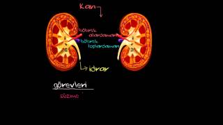 Böbrek Fonksiyonu ve Anatomisi Sağlık ve Tıp [upl. by Allin517]