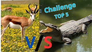 Top 5 Wild Crocodile vs Gazelle Moments 2024 [upl. by Miksen835]