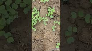 Rocket salad seedling Alhamadulliah harvesting salad organicgardening shorts foryoufyp [upl. by Ariom38]