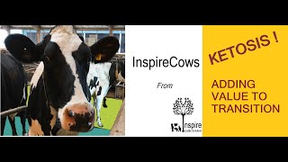 Ketosis in Dairy Cows and How To Manage It [upl. by Ehrenberg]