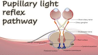 Pupil 1  Pupillary light reflex pathway [upl. by Ecidnarb]