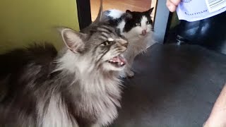 Maine coon cat Hélios meows meows his 𝗖𝗮𝘁𝗶𝘀𝗳𝗮𝗰𝘁𝗶𝗼𝗻𝘀 [upl. by Valentijn]