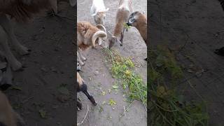 Our sheep eat tomato plants😃🍅🌿🐑🐏 Наши овцы едят кусты помидор 😃🍅🌿🐑🐏 [upl. by Sellers]