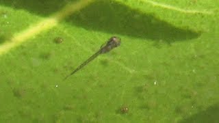 Reasons to Raise Gourami and Guppy Fry Together [upl. by Cynth801]