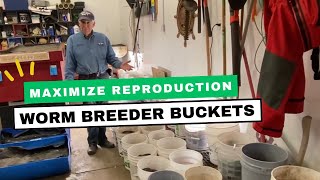 How I Use Worm Breeder Buckets [upl. by Hughes757]