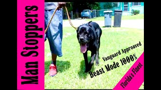 Advanced trained Cane Corso [upl. by Eiggep256]