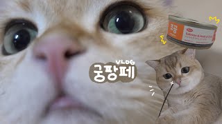 VLOGㅣ궁디팡팡 페스티벌 갔는데 츄르 명가 조공에서 습식캔이 나왔다고오🥫ㅣ광고에서 많이 보이는 반딧불 낚시대 리뷰✨ㅣ복층 원룸 고양이 브이로그🏠😻 [upl. by Ainoek]