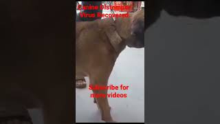 Canine Distemper Virus recovered dog  Nervous Signs  Healthy viral shorts dog [upl. by Fleischer]