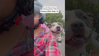 Pitbulldog amp Puppies Daily Vlog ❤️ dog shortsfeed dailyvlog [upl. by Amled]