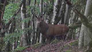 Brame du Cerf Massif de lAigoual 2024 [upl. by Yerroc]