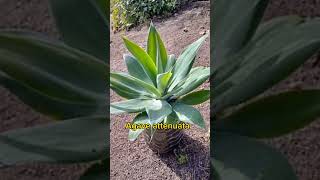 Agave Attenuata [upl. by Katleen]