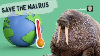 What Do Walruses Eat  Deep Dive into the Walrus Diet amp Lifestyle [upl. by Medrek]