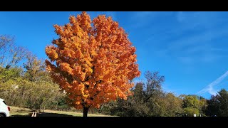 End of Fall Season at Huntley Meadows Park [upl. by Eicnan236]