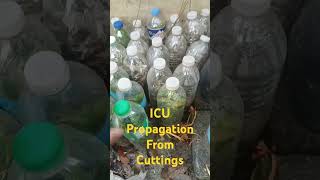 100 Succesfull Propagation From Cuttings Eugenia Plants satisfyingviralshort shortvideoviral [upl. by Nalo789]