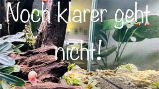 Super klares Wasser im Aquarium aquarium aquaristik aquascape [upl. by Amalee]