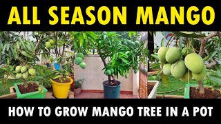 All Season Mango Tree Growing  Best Mango Variety All time mango [upl. by Ainslie]