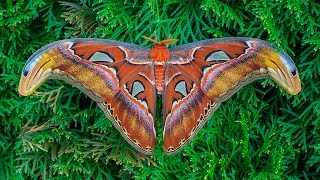 Attacus atlas moth development [upl. by Drofub484]