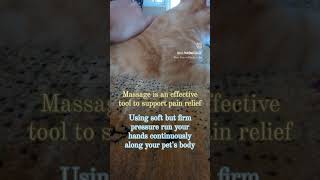 Massage for Pain Relief  Animal Massage [upl. by Yortal]