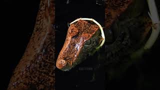 Floki the Cuviers Dwarf Caiman share reptiles trending shorts subscribe follow new best [upl. by Ahsimet]